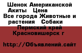 Шенок Американской Акиты › Цена ­ 35 000 - Все города Животные и растения » Собаки   . Пермский край,Красновишерск г.